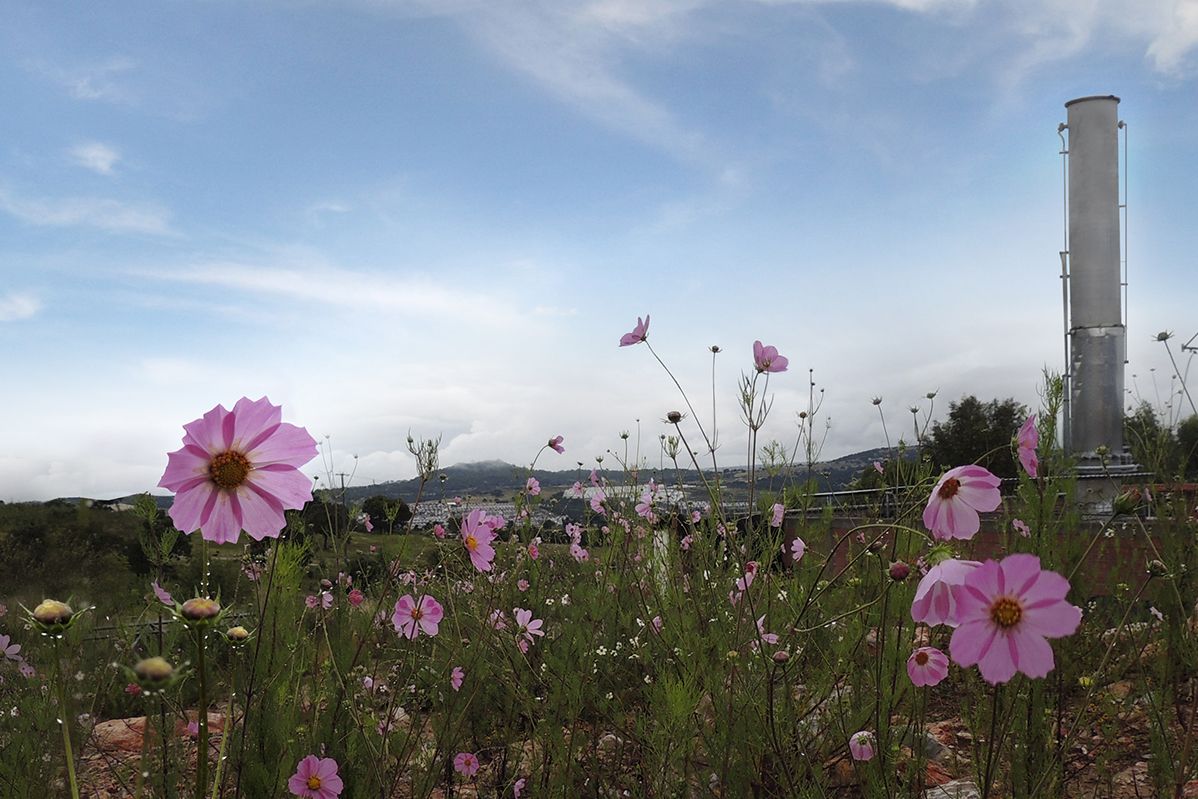 Flores silvestres frente a una planta industrial