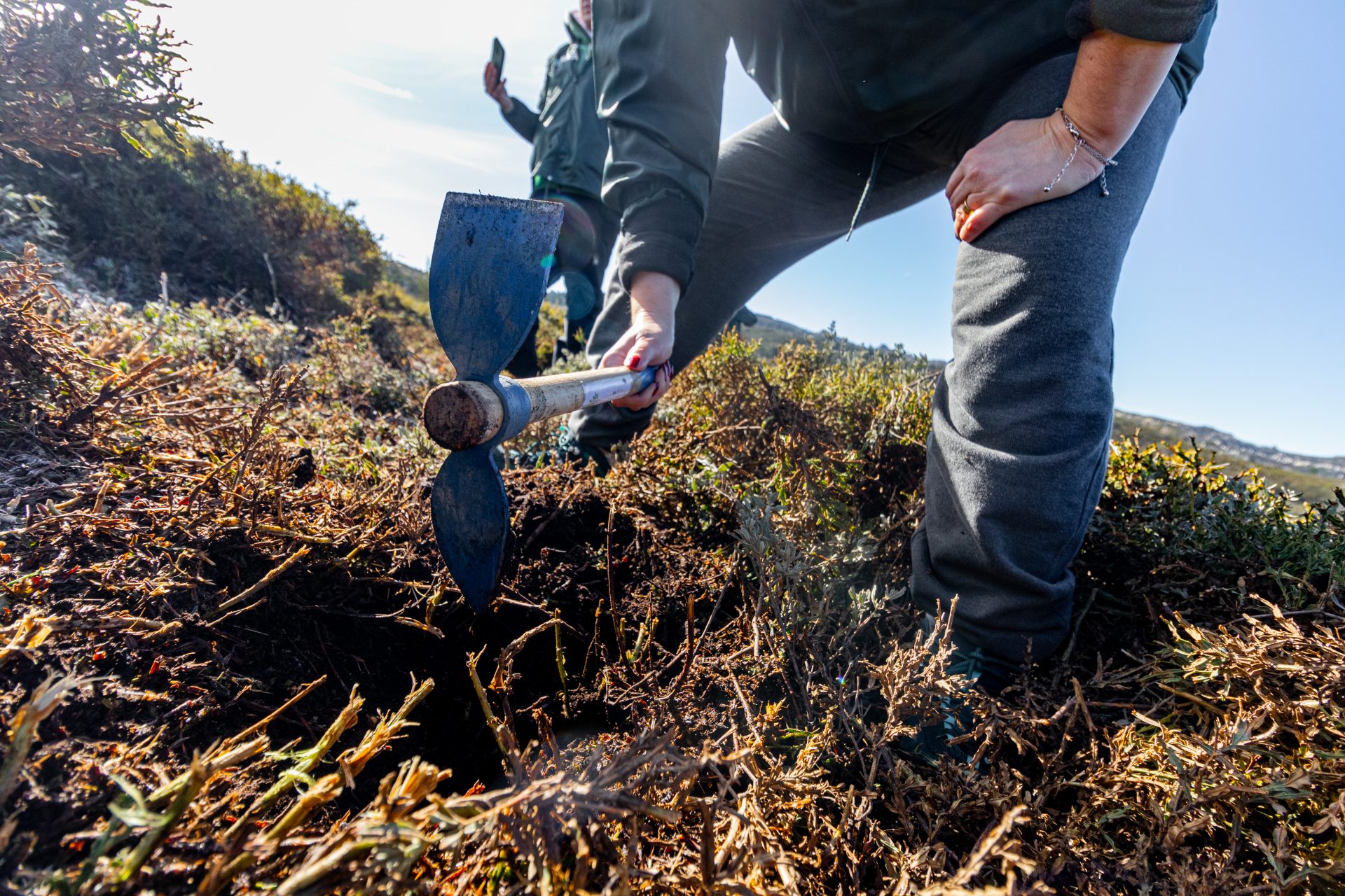 Voluntarios de Grupo Aristos plantando árboles